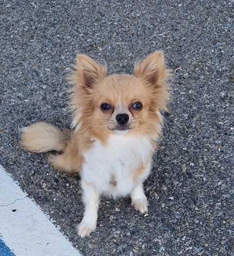 Chihuahua femelle 0 13270 Fos-sur-mer