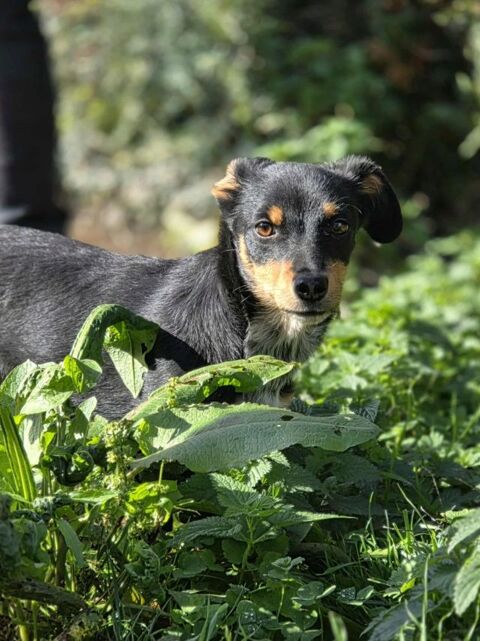 Baileys &agrave; l'adoption 320 28260 Saussay