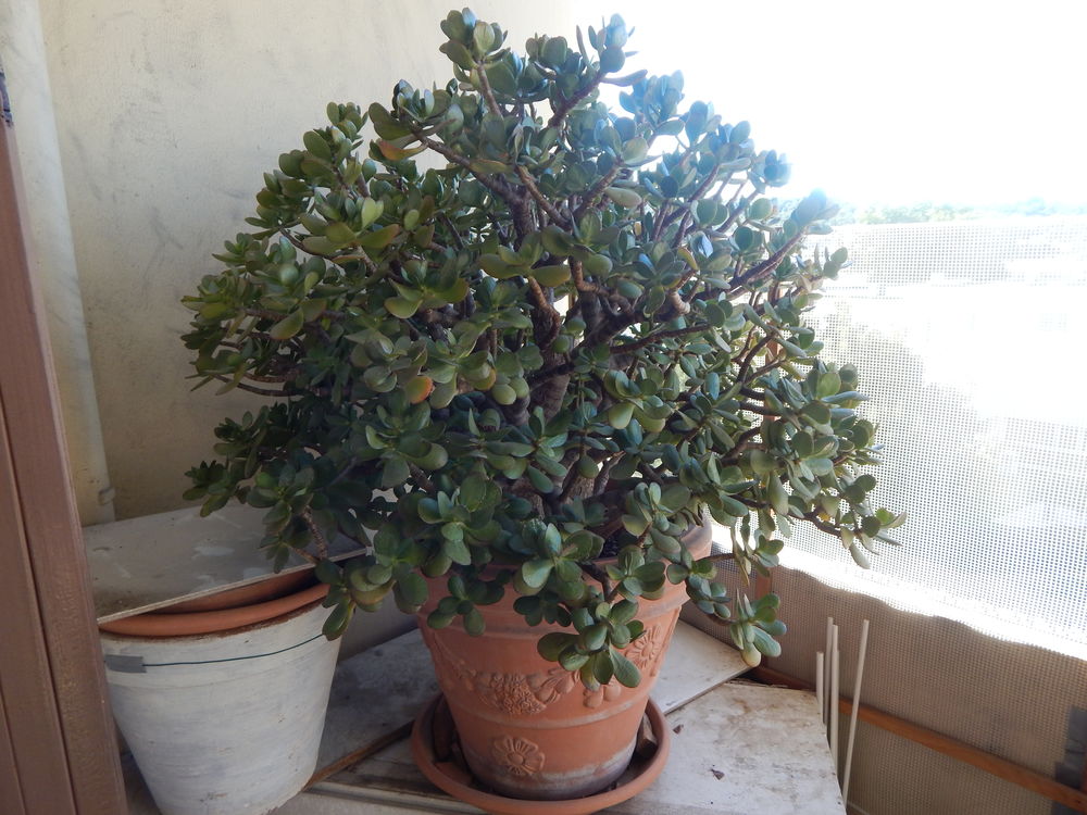 CRASSULA ( Arborescens )
Jardin