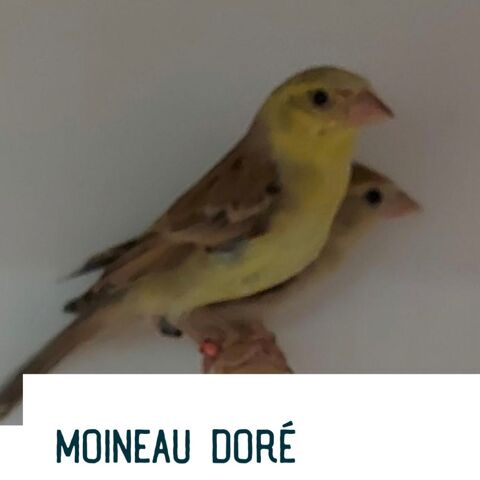 Couple de moineau doré 140 93330 Neuilly-sur-marne