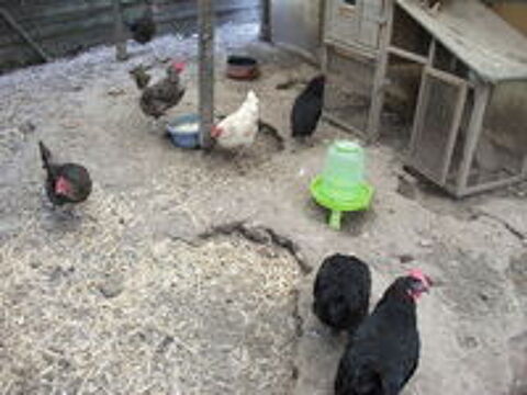   un lot de 14 poules pondeuses 
