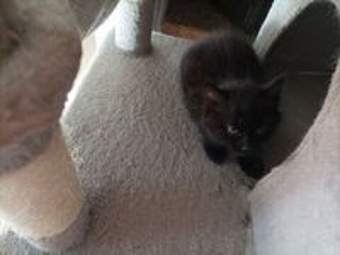   chatons 