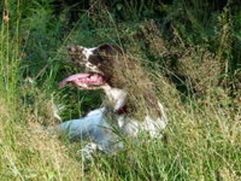   English Springer Spaniel 