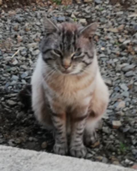   Perdu chat 