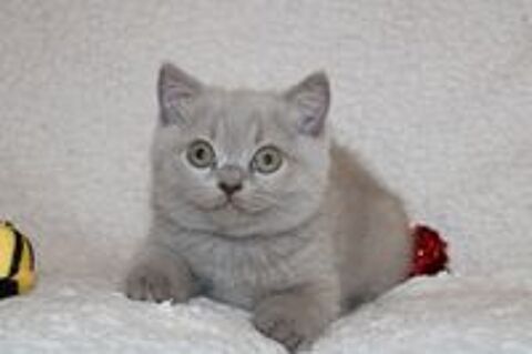   Chatons british shorthair et longhair LOOF 