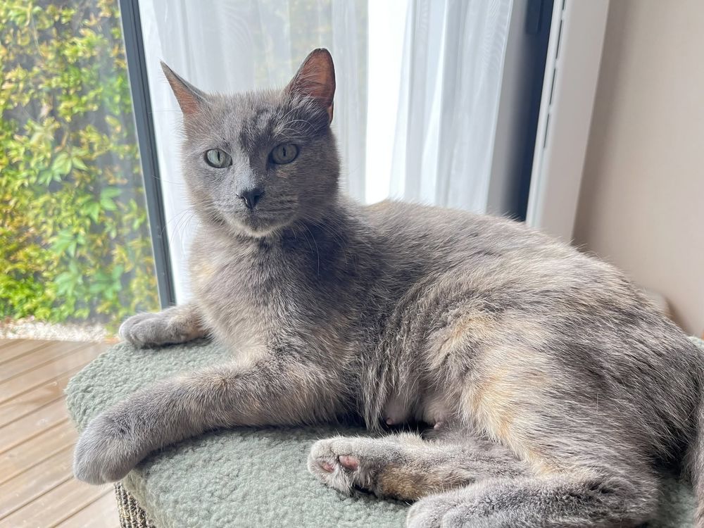   Chat BLUE à l adoption 