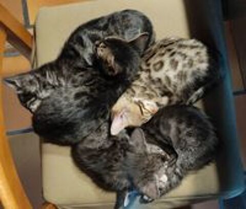   Ventes chatons bengal (3 femelles et 2 mâles) 