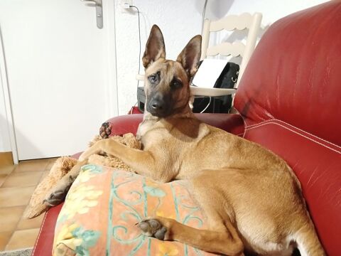 Donne chienne cause d&eacute;m&eacute;nagement . 0 32320 Montesquiou