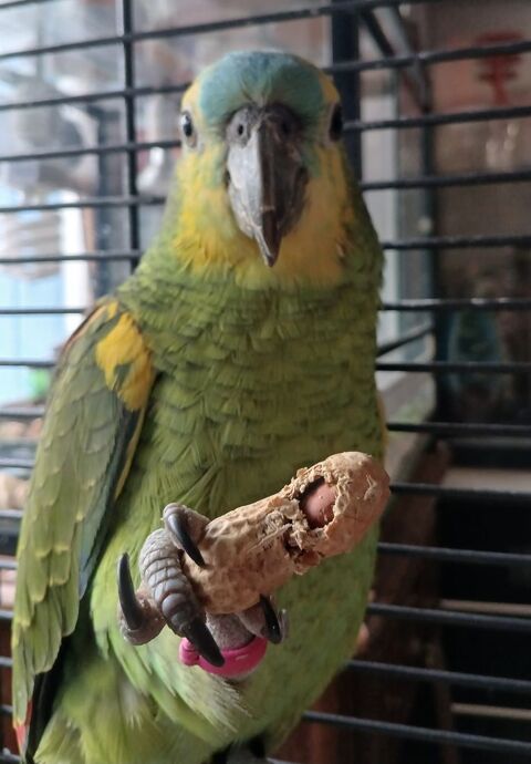 Perroquet amazone 900 24410 Festalemps