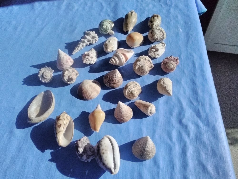 Plusieurs tr&egrave;s beaux coquillages avec de tr&egrave;s belles couleur Décoration