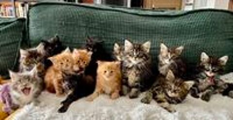   Chatons Maine coon  