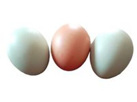  Oeufs  couver 