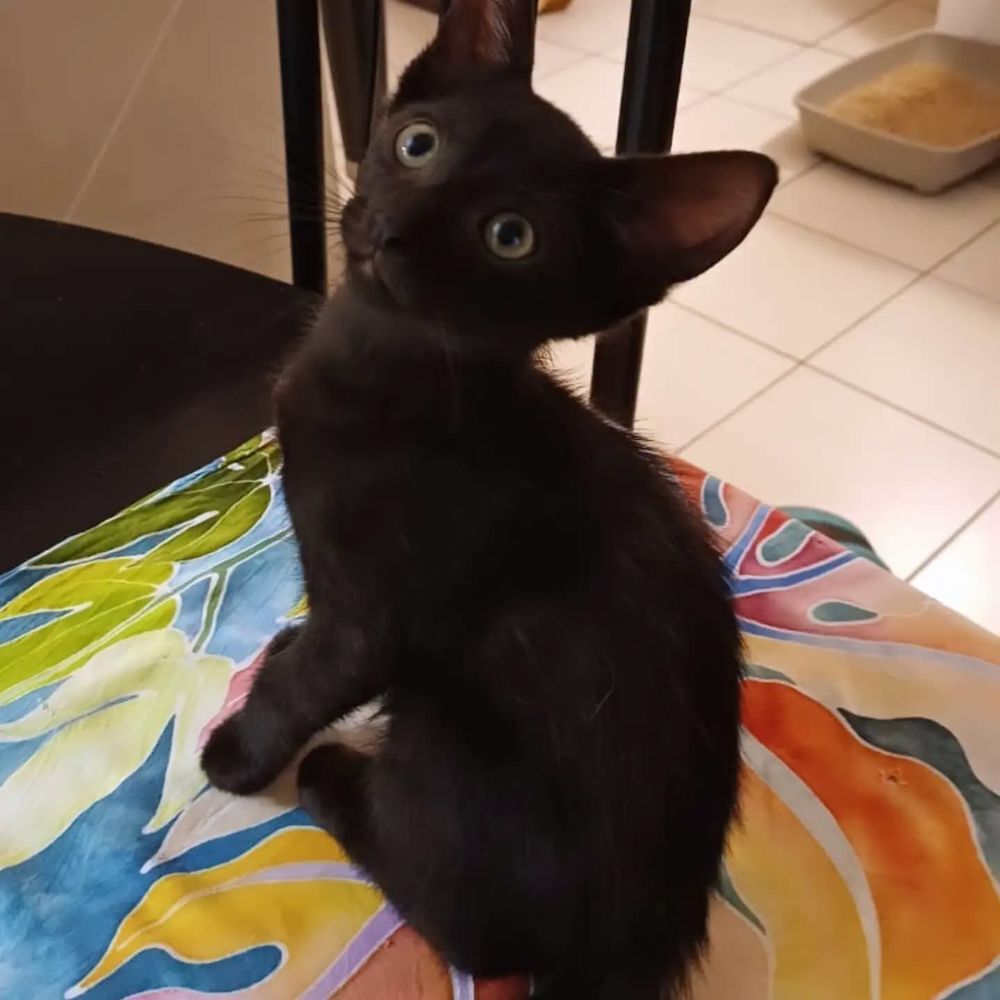   ✨️ BERLIOZ ✨️ 🐱 