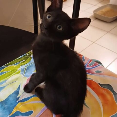 ✨️ BERLIOZ ✨️ 🐱 210 94000 Créteil
