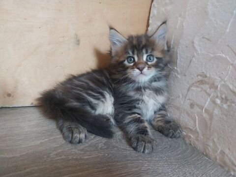 Chatons Maine coon 1000 29590 Pont-de-buis-l�s-quimerch