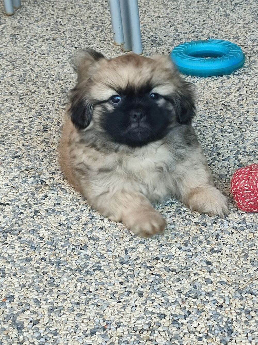   Chiot épagneul tibétain non lof 