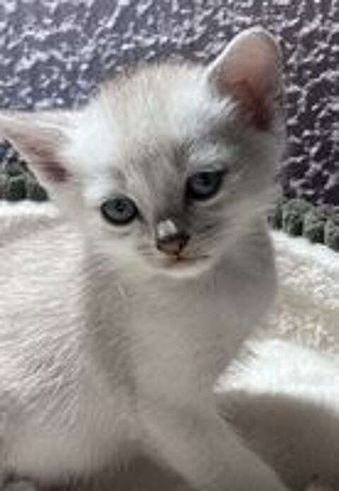   Chatons Burmilla ? Race rare et exceptionnelle  