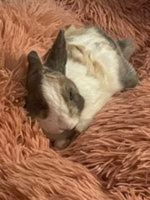   Don de lapin  