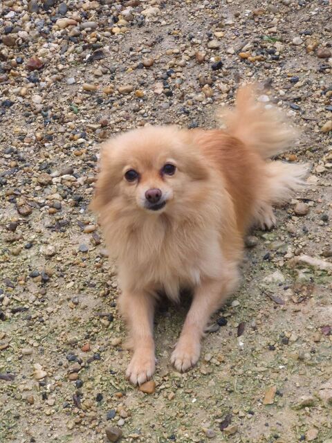    spitz  femelle adulte 500 17400 Saint-denis-du-pin