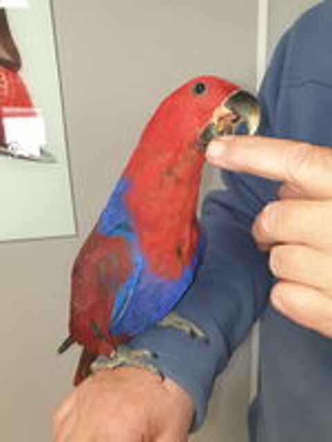   Eclectus femelle eam 