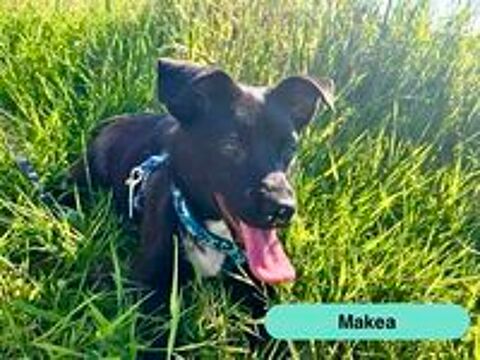   Makea, croisée ratier à adopter 