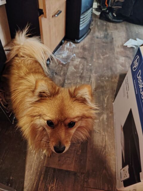 spitz femelle petite 1 an vaccin&eacute; et sterelise puc&eacute; 700 40160 Parentis-en-born