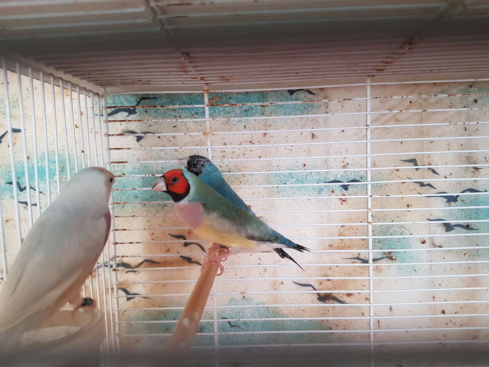     Oiseaux exotiques Diamants goulds 