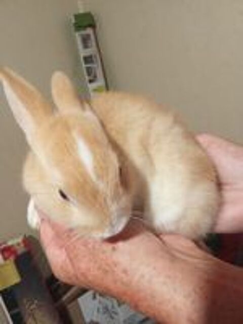   Bébé lapin mâle 85140 