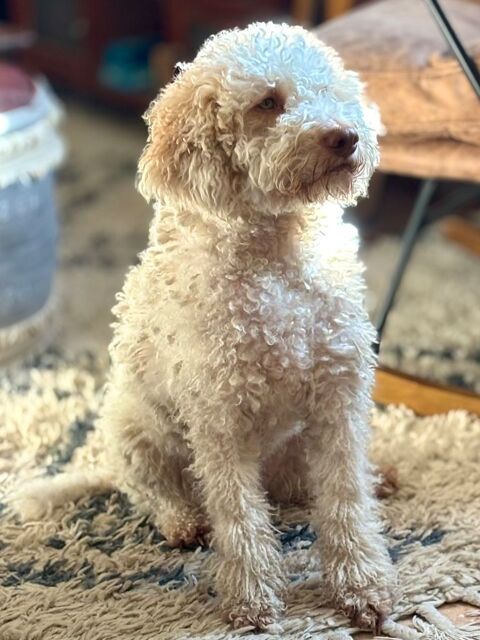 chiots m&acirc;les Lagotto disponibles dans 7 semaines. 1200 84110 Saint-romain-en-viennois