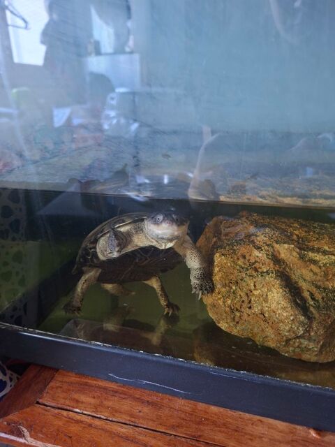 Tortue d'eau 250 78160 Marly-le-roi