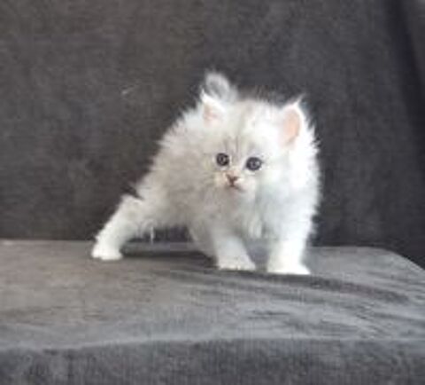   Chatons Sibériens Traditionnels LOOF disponibles 