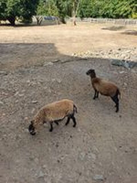   Agnelle-Brebis-Mouton 