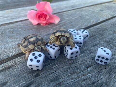 Bébé tortue de terre Marginata 60 26250 Livron-sur-drme