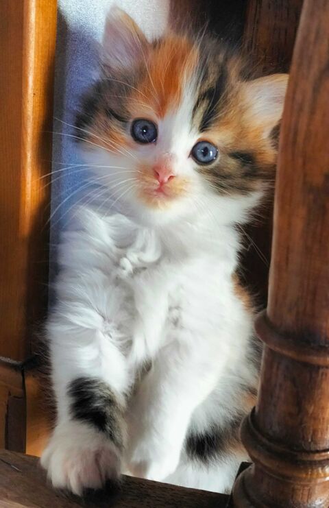 Chatonne 0 Strasbourg (67)