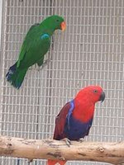   Perroquet eclectus couple  