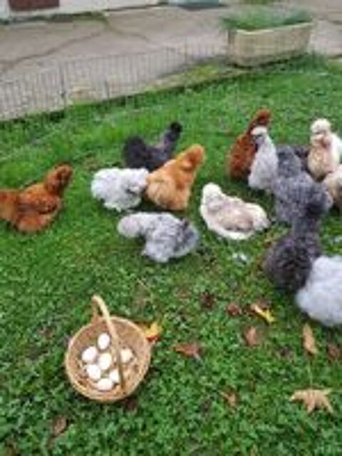   Oeuf fécondé, poussin, poule, coq Soie . 