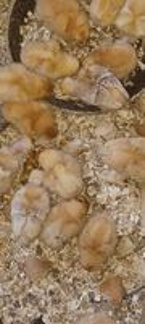   de poussin pondeuses Roux 