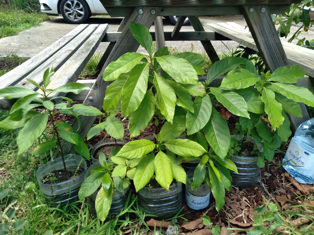 Pieds d'avocatiers Jardin
