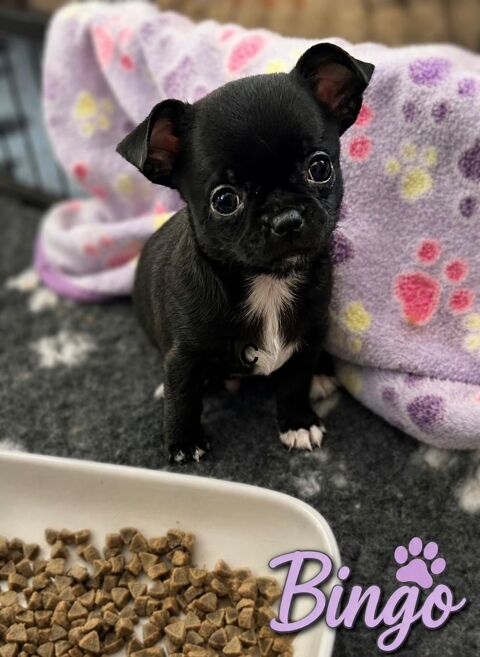 Chiots Chihuahuas 1500 54490 Piennes