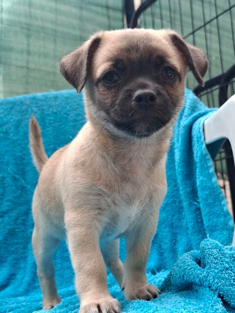 Reste une femelle chihuahua non LOF sable 800 24000 Prigueux