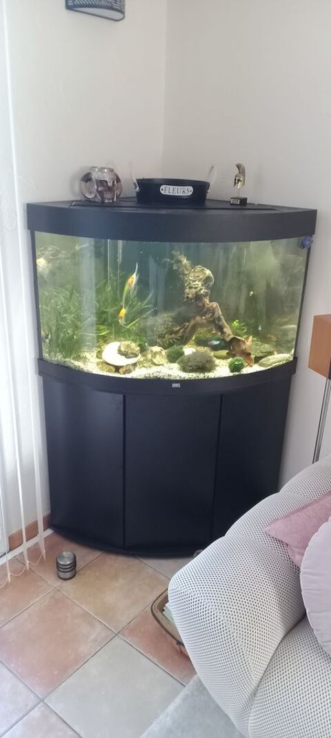 Aquarium d'angle JUWEL TRIGON 190 sur meuble 500 33230 Lagorce