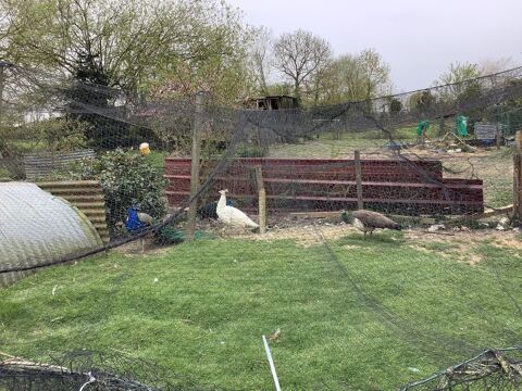 Paon n&eacute; en Octobre 2025 0 65500 Escaunets