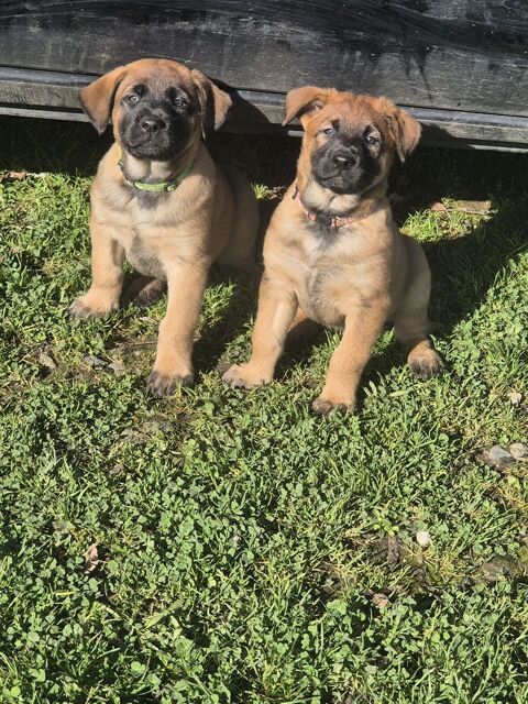 RESERVATION OUVERTE : 10 CHIOTS LOF BERGER BELGE MALINOIS 850 49630 Maz�
