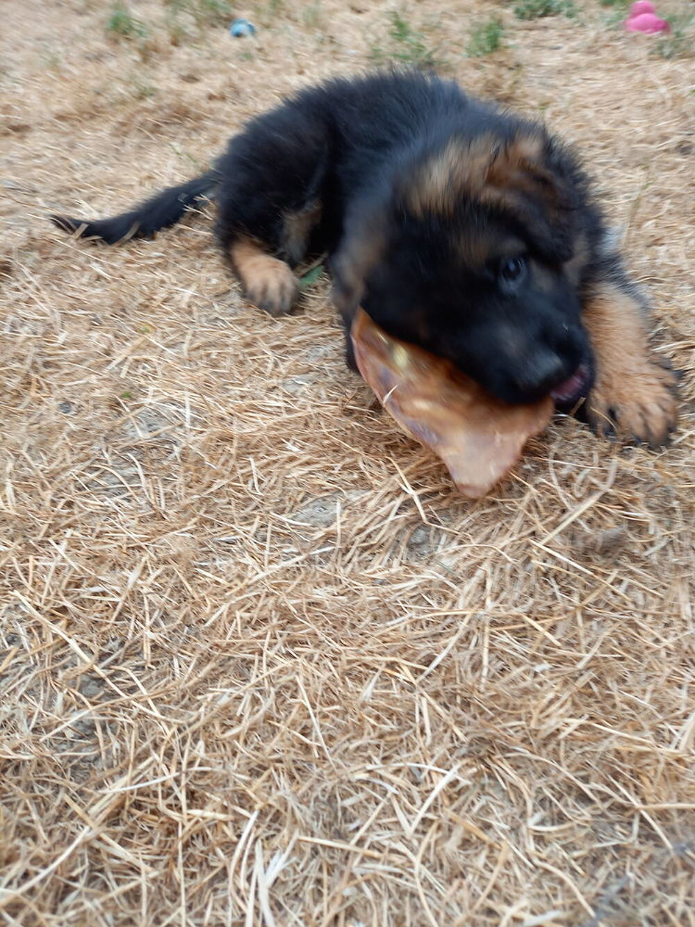   TRES BEAUX CHIOTS BERGERS ALLEMAND MALES ET FEMELLES 