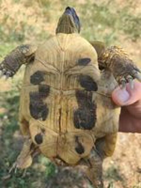   Tortue de terre femelle 