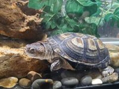   Tortue pelomedusa  