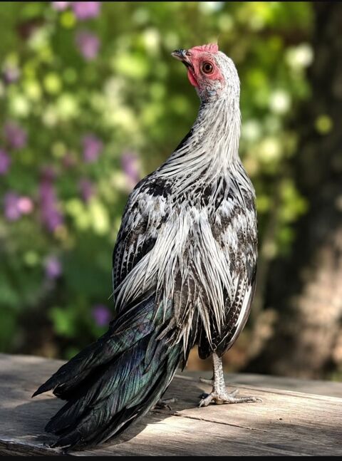 Jeune coq Phoenix argent&eacute; 15 88600 Bruyères