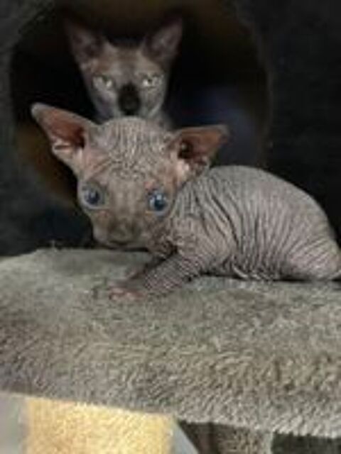   femelle sphinx entière loof ils seront vaccinés, Pucé vermif 