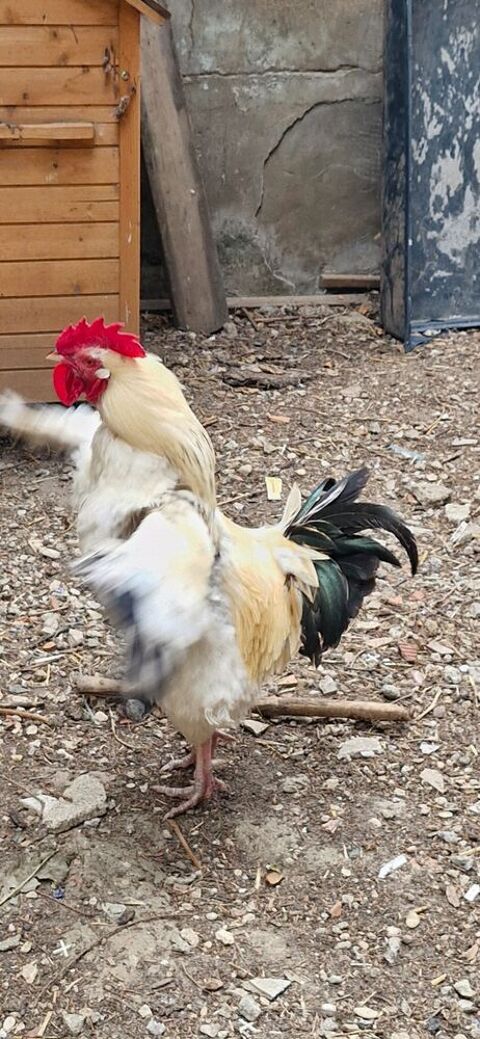Coq sussex 
15 95190 Goussainville