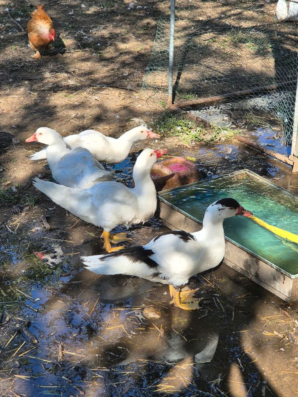   Canards Barbaries 